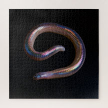 Die Wurmsammlung