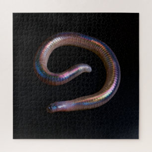 Die Wurmsammlung Puzzle