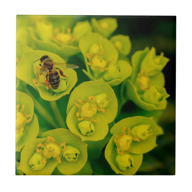 Die Wüsten-Gopher-Pflanze Fliese (Vorderseite)