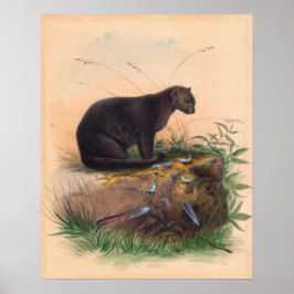 Die Yaguarundi-Katze von Joseph Wolf Poster