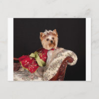 Die Yorkie Queen