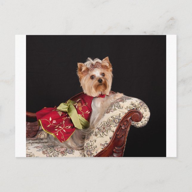 Die Yorkie Queen Postkarte (Vorderseite)