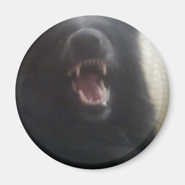 Die Zähne der belgischen Hirte alias "Der Schwarze Magnet (Vorne)