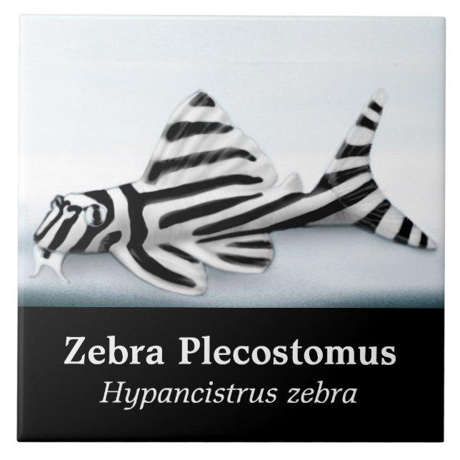 Die Zebra Plecostomus Fisch-Fliese Fliese (Vorderseite)