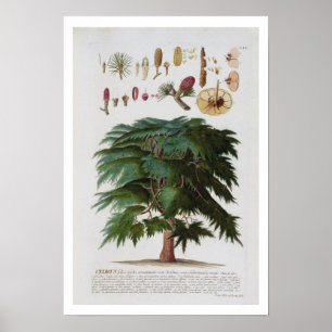 Die Zederngrabungen von Johann Jakob Haid (1704-67 Poster