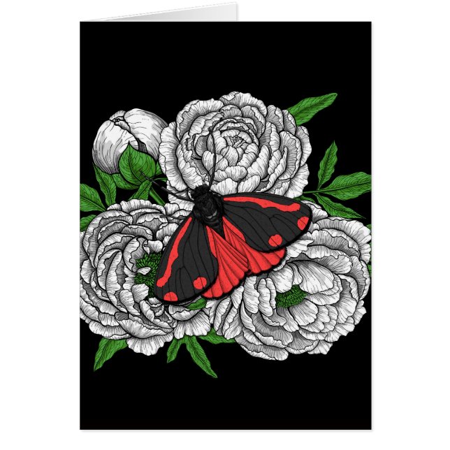 Die Zimtmotte (Vorne)