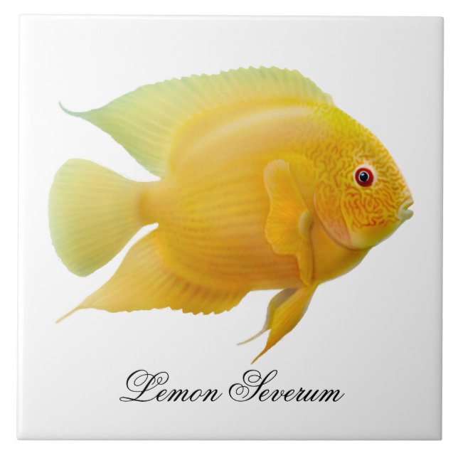 Die Zitrone Severum Cichlid-Fisch-Fliese Fliese (Vorderseite)