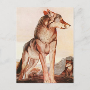 Die zwei Dschungelbücher: Akela, der einsame Wolf Postkarte