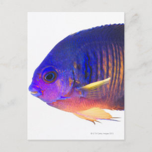 Die zweispurigen Engelfische Postkarte