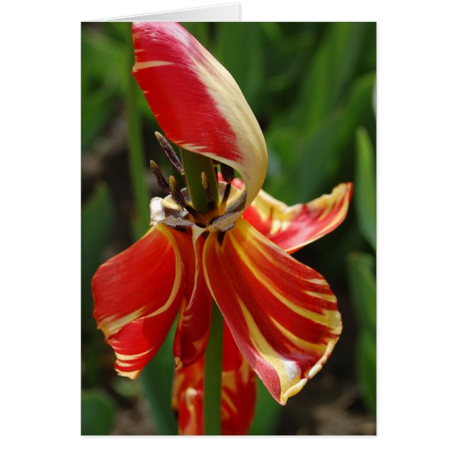 Dieing Tulip (Vorne)