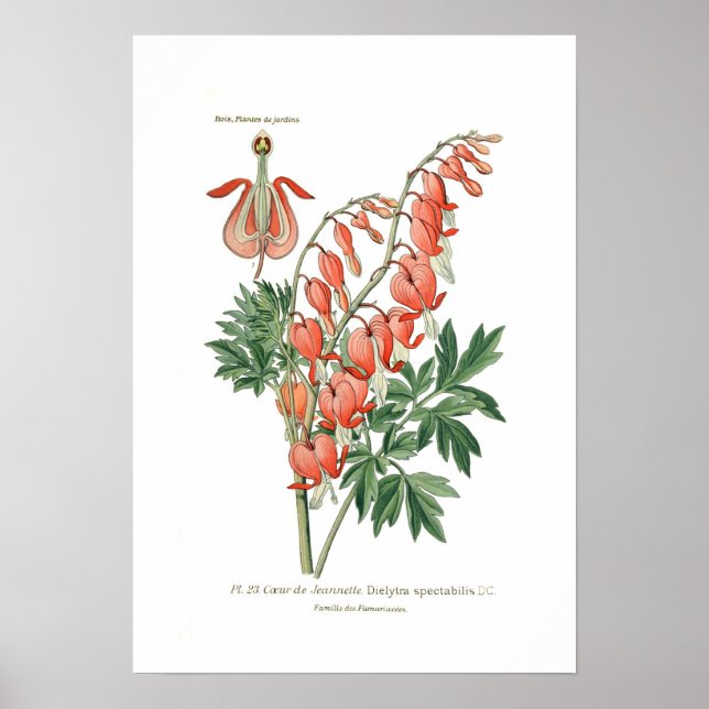 Dielytra-Spezies (Dicentra) Poster (Vorne)