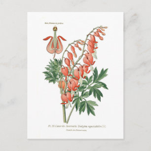 Dielytra-Spezies (Dicentra) Postkarte