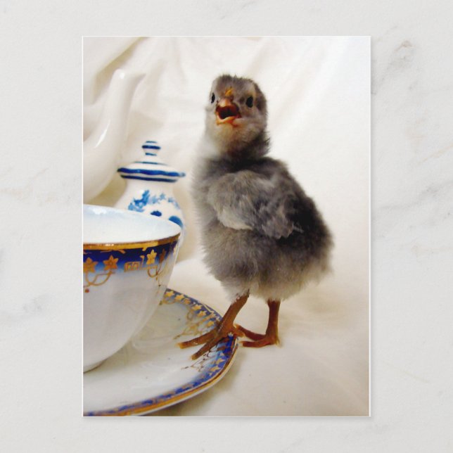 "Dies ist nicht Teil meines Vertrags", sagt das Kü Postkarte (Vorderseite)