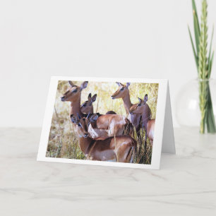 DIESE DEERGRUPPE SCHICKT IHNEN BIRTHDAY WISHES KARTE