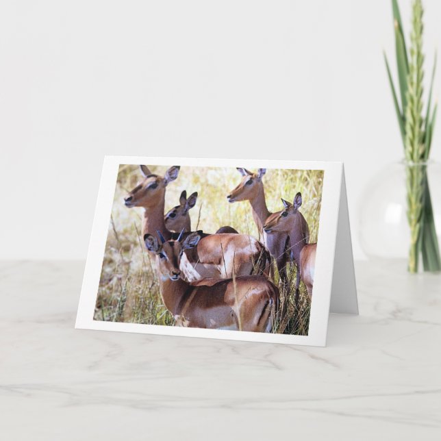 DIESE DEERGRUPPE SCHICKT IHNEN BIRTHDAY WISHES KARTE (Vorderseite)