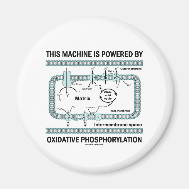 Diese Maschine wird durch oxidative Phosphorylieru Magnet (Vorne)
