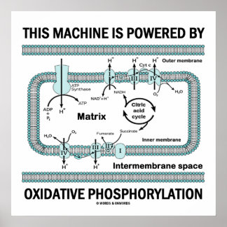 Diese Maschine wird durch oxidative Phosphorylieru Poster