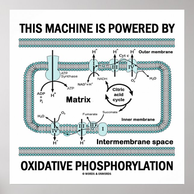 Diese Maschine wird durch oxidative Phosphorylieru Poster (Vorne)