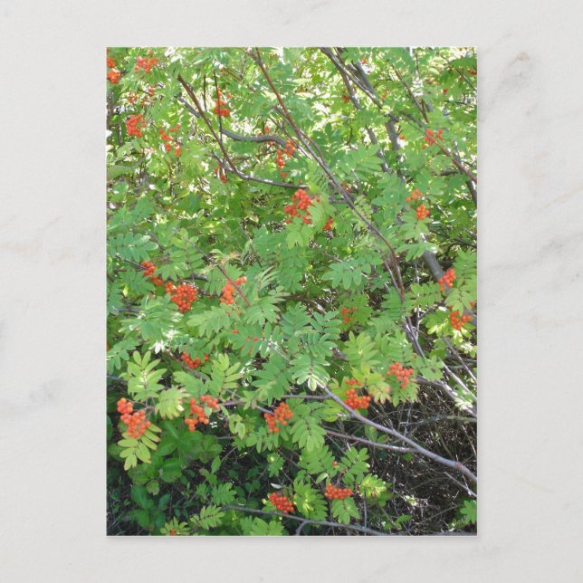 Dieser Baum heißt Rowan in englischer Sprache (wis Postkarte (Vorderseite)