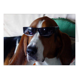 Dieser Hund ist ein Kool-Katze