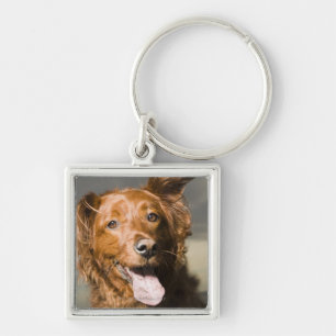 Dieser Hund ist goldener Retriever des Teils Schlüsselanhänger
