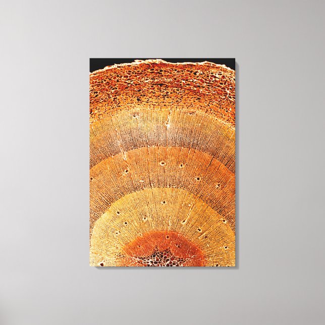 Dieser Kiefernquerschnitt zeigt die Epidermis Leinwanddruck (Vorderseite)