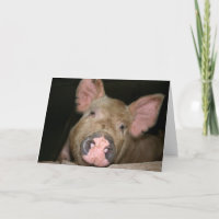 Dieses kleine Schweine sagt "Get well"