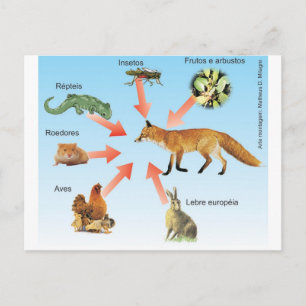 Dietaraposa11 esquema didático dieta da raposa postkarte