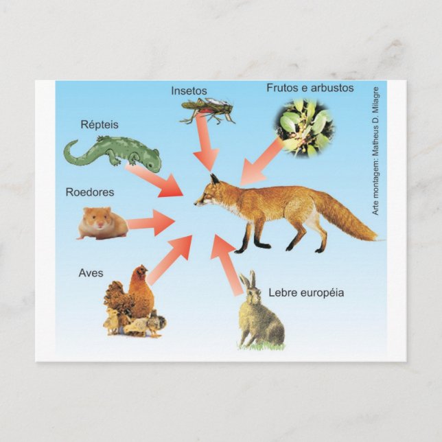 Dietaraposa11 esquema didático dieta da raposa postkarte (Vorderseite)