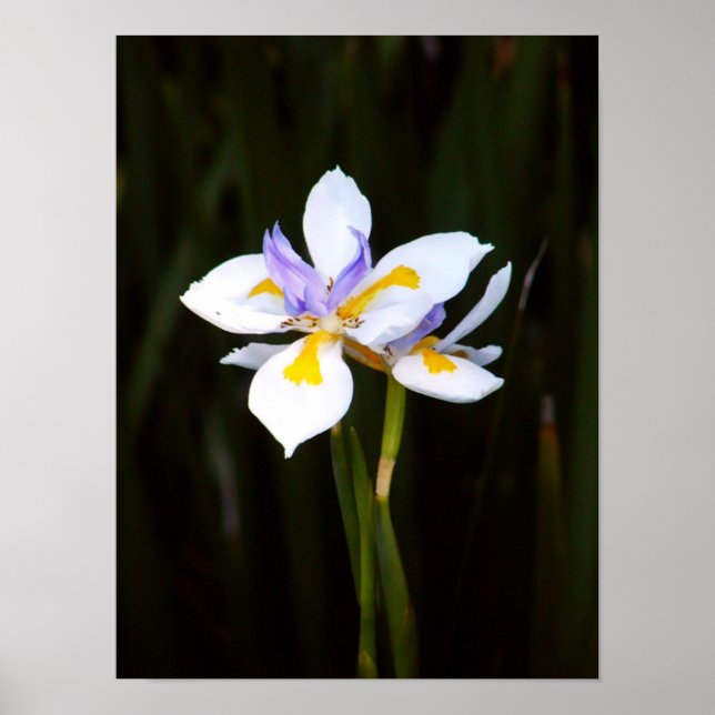 Dietes Poster (Vorne)
