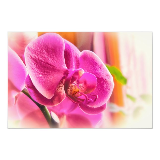 Diffuse Orchid Fotodruck (Vorne)