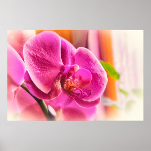 Diffuse Orchid Poster