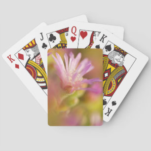 Diffuses Bild einer farbenfrohen Sukkulentenblume Spielkarten
