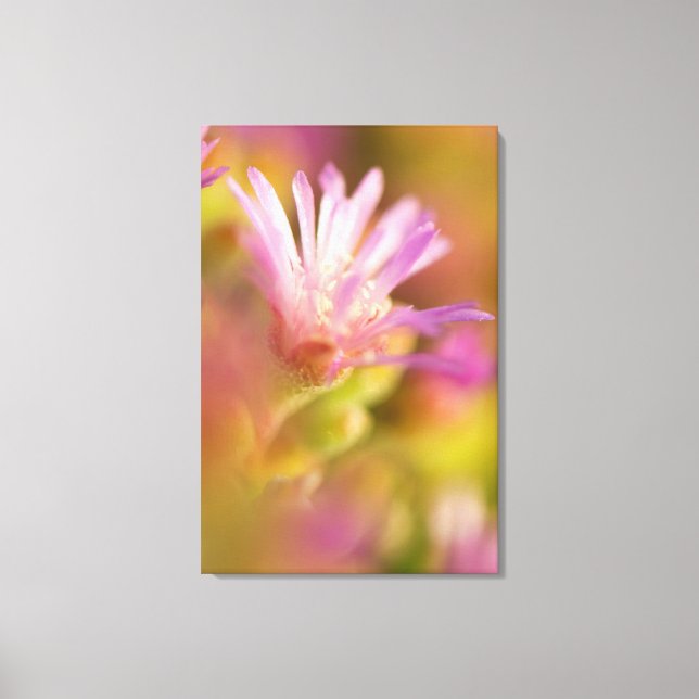 Diffusionsbild einer farbigen, sukkulenten Blume Leinwanddruck (Vorderseite)