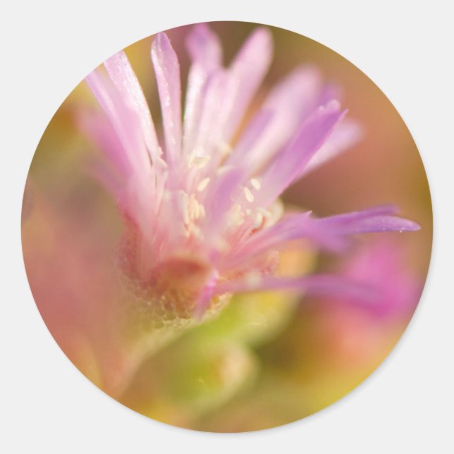 Diffusionsbild einer farbigen, sukkulenten Blume Runder Aufkleber (Vorderseite)