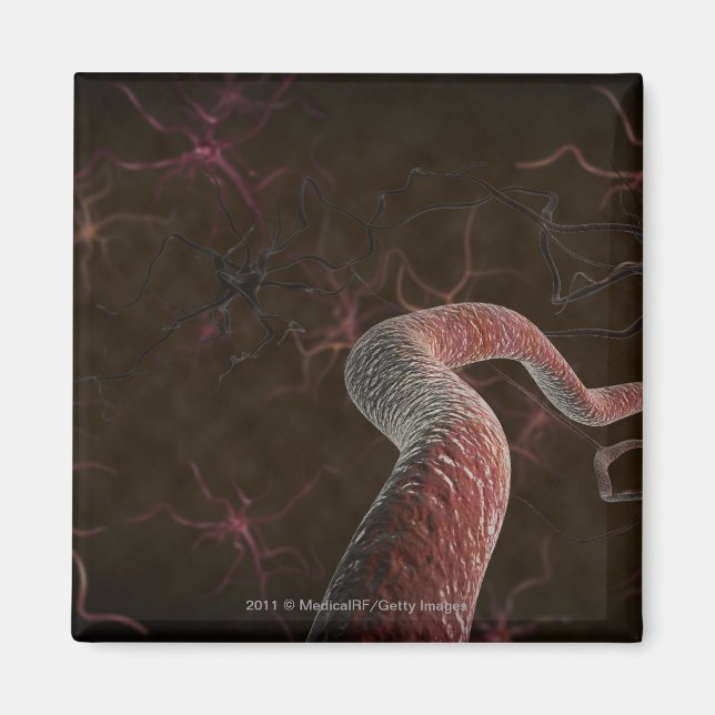 Digitale Darstellung von Neuronen Magnet (Vorne)