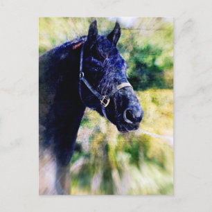 Digitale Kunst für das Schwarze Pferd Postkarte
