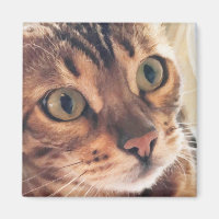 Digitale Kunst Nah aus schönen Katzen Große Augen