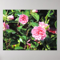 Digitale Malerei in Rosa Kamelien Kunst, Dichtung 