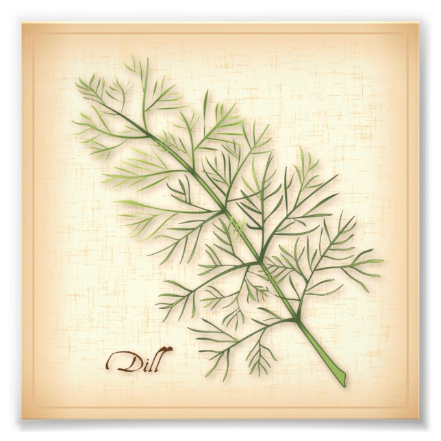 Dill Herb Foto Print (Vorne)