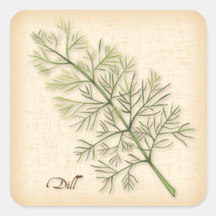 Dill Herb Quadratischer Aufkleber