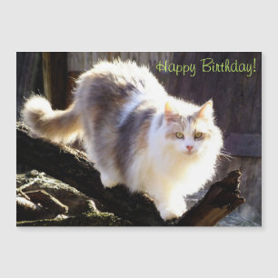 Dilute Calico Maine Coon Cat Birthday Magnetkarte