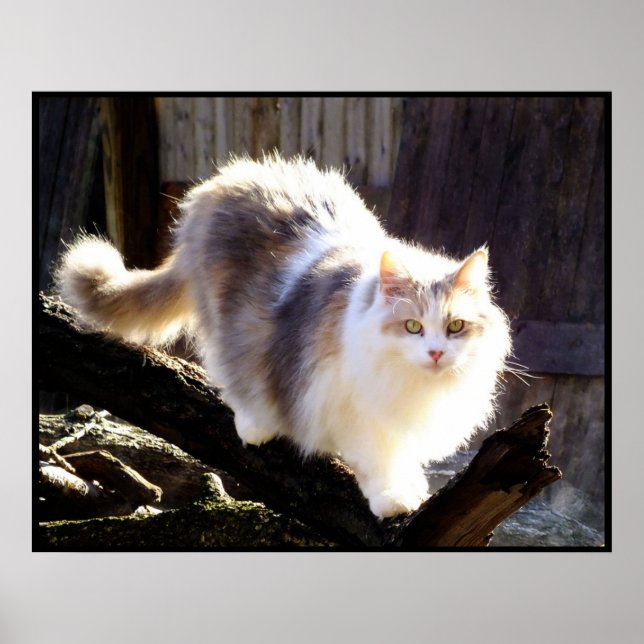 Dilute Calico Maine Coon Cat Poster (Vorne)
