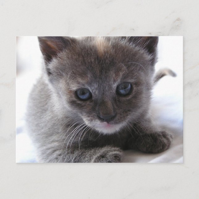 Dilute Tortoiseshell Kitten Postkarte (Vorderseite)