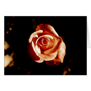 Dim Pink Rose