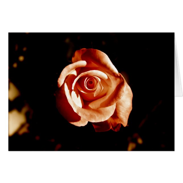 Dim Pink Rose (Vorderseite (Horizontal))
