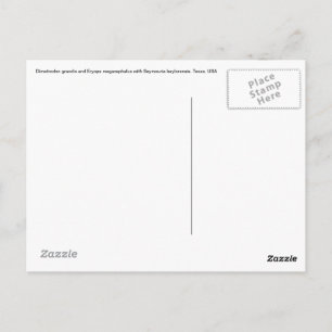 Dimetrodon-Postkarte Postkarte