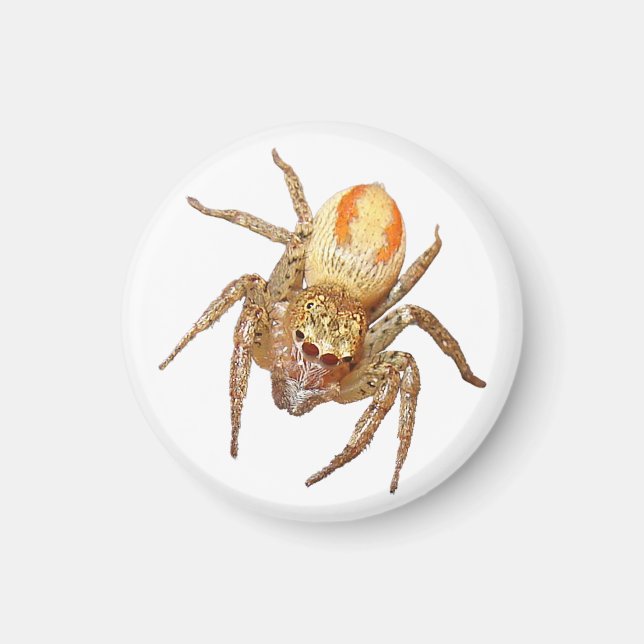 Dimorphe Springspinne (Maevia inclemens) Magnet (Vorne)