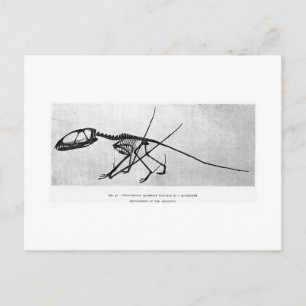Dimorphodon macronyx art postcard postkarte