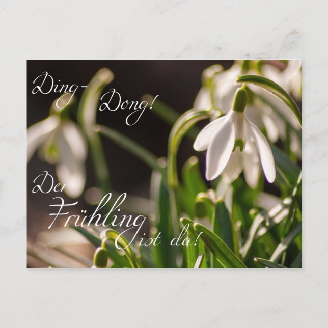 Ding-Dong! Der Frühling ist da! Postkarte (Vorderseite)
